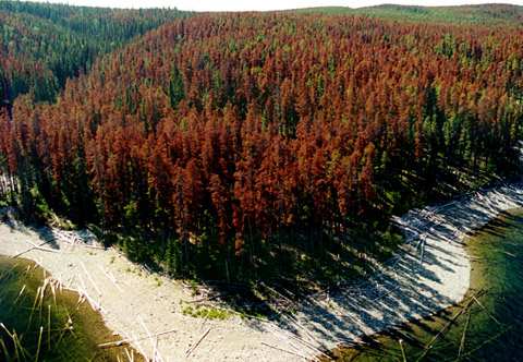 Colorado Forest Beetle Kill